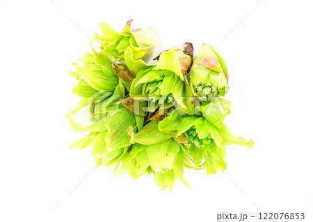 フキノトウ　ふきのとう　蕗の薹 122076853