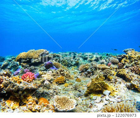沖縄　阿嘉島のニシハマビーチのサンゴ礁　水中撮影 122076973