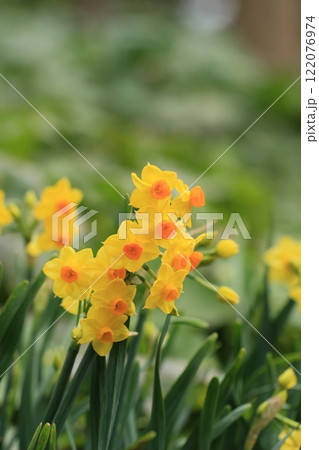 黄色い水仙　冬風景 122076974