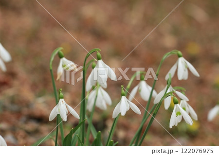 白いスノードロップの花　冬風景 122076975