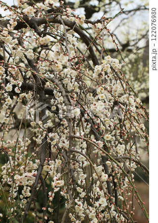 咲き始めた枝垂れ梅の花 春風景 咲き始めた枝垂れ梅の花 春風景 122076980