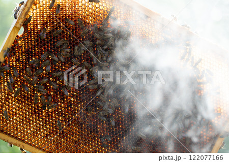 Exploring the Art of Beekeeping and the Process of Honeycomb Extraction in Detail Exploring the Art of Beekeeping and the Process of Honeycomb Extraction in Detail 122077166