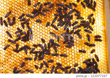 Detailed CloseUp Image of Bee Larvae Located on Honeycomb Inside a Beehive Structure Detailed CloseUp Image of Bee Larvae Located on Honeycomb Inside a Beehive Structure 122077167