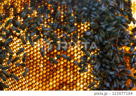 A closeup view of a honeycomb showcasing bees interacting with one another in detail A closeup view of a honeycomb showcasing bees interacting with one another in detail 122077184