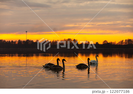 The Serene and Peaceful Sunset Casts a Beautiful Glow Over Water, Graceful Swans Swimming 122077186