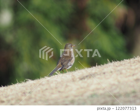 地面に降りたシロハラ 122077313