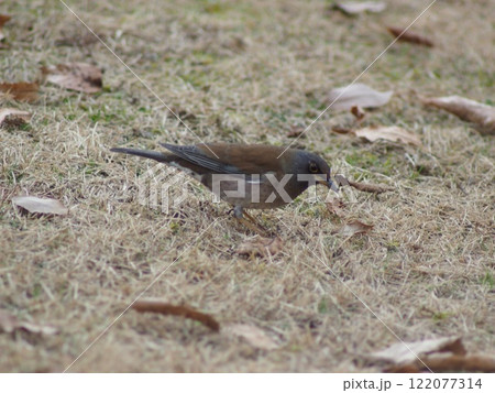 地面に降りたシロハラ 122077314