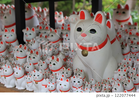 招福猫児・豪徳寺＠東京都世田谷区 122077444