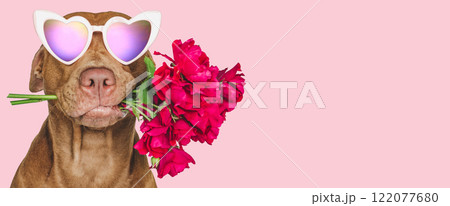 Lovable, pretty brown puppy and bright flowers Lovable, pretty brown puppy and bright flowers 122077680