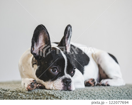 Cute puppy lying on the bed in the living room 122077694
