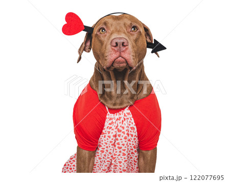 Cute brown puppy and red heart. Beautiful greeting card 122077695