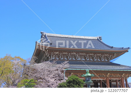 愛知県名古屋市、東別院本堂と桜の風景 122077707