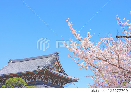 愛知県名古屋市、東別院本堂と桜の風景 愛知県名古屋市、東別院本堂と桜の風景 122077709