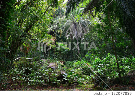 Mahe island wild rainforest, Seychelles 122077859
