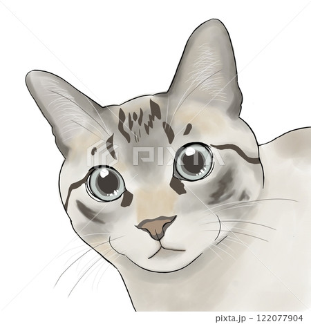 大きな目の猫 122077904