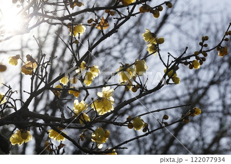 初春に咲きだした蝋梅 122077934