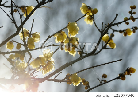 初春に咲きだした蝋梅 122077940