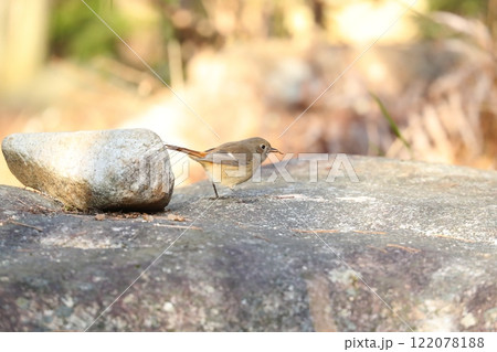 ジョウビタキのメス 122078188