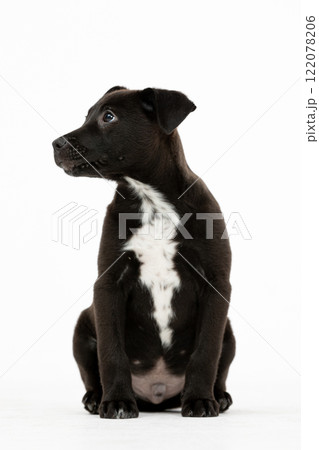 An adorable little black puppy with a charming white patch is sitting gracefully and attractively An adorable little black puppy with a charming white patch is sitting gracefully and attractively 122078206