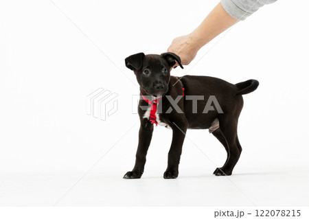 An adorable and playful black puppy wearing a bright red harness enjoys his fun explorations 122078215