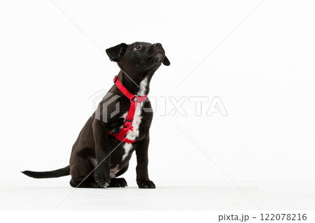 An absolutely adorable little black puppy in a cute harness gazing up with curiosity 122078216