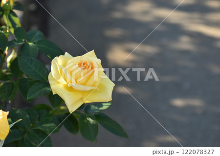 黄色い秋のバラ 122078327