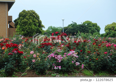 荒尾市 おもやい市民花壇 バラの花、 荒尾市 おもやい市民花壇 バラの花、 122078625