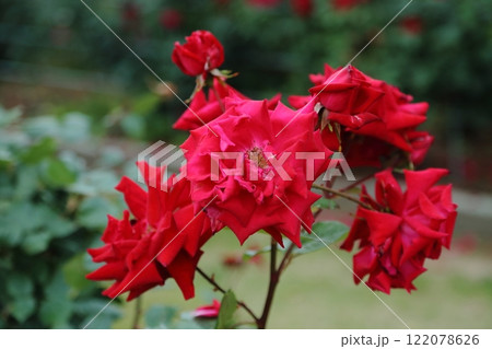 荒尾市　おもやい市民花壇　バラの花、 122078626