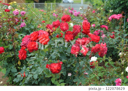 荒尾市 おもやい市民花壇 バラの花、 荒尾市 おもやい市民花壇 バラの花、 122078629