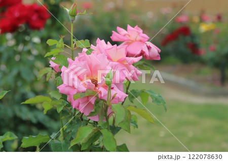 荒尾市 おもやい市民花壇 バラの花、 荒尾市 おもやい市民花壇 バラの花、 122078630