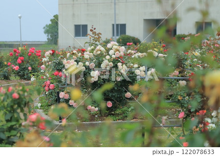 荒尾市 おもやい市民花壇 バラの花、 荒尾市 おもやい市民花壇 バラの花、 122078633