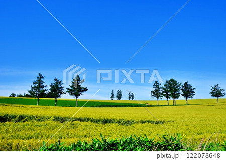 北海道美瑛町の景勝地　マイルドセブンの丘 122078648