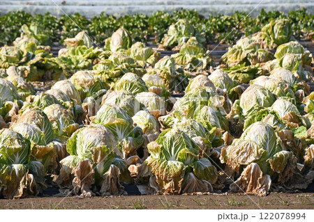 2月の白菜畑 122078994