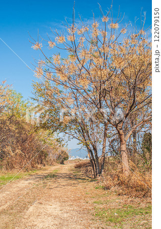 冬の淀川河川敷 大阪府枚方市 冬の淀川河川敷 大阪府枚方市 122079150