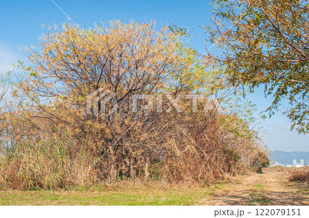 冬の淀川河川敷 大阪府枚方市 冬の淀川河川敷 大阪府枚方市 122079151