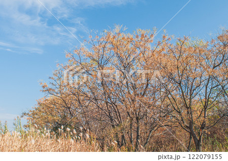 冬の淀川河川敷に生えるセンダンの木　大阪府枚方市 122079155