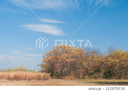 冬の淀川河川敷に生えるセンダンの木　大阪府枚方市 122079158