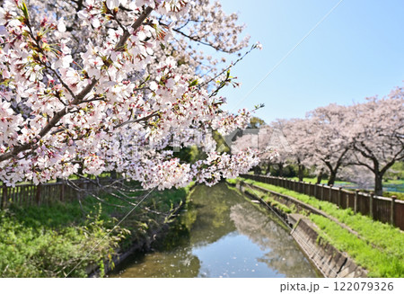 見沼田圃:見沼代用水東縁 桜回廊 さいたま市 見沼田圃:見沼代用水東縁 桜回廊 さいたま市 122079326