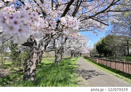 見沼田圃:見沼代用水東縁 桜回廊 さいたま市 見沼田圃:見沼代用水東縁 桜回廊 さいたま市 122079329