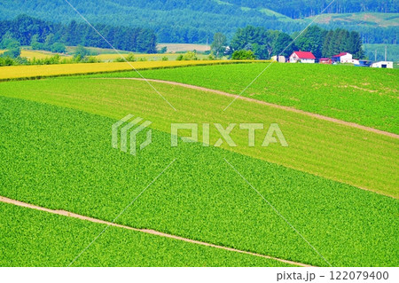 夏の北海道 美瑛町 パッチワークの丘 夏の北海道 美瑛町 パッチワークの丘 122079400