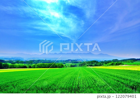 夏の北海道 美瑛町　パッチワークの丘 122079401