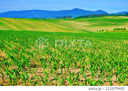 夏の北海道 美瑛町　パッチワークの丘 122079402