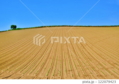 夏の北海道 美瑛町 パッチワークの丘 夏の北海道 美瑛町 パッチワークの丘 122079423