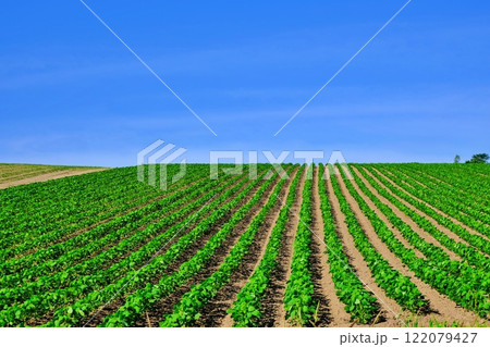 夏の北海道 美瑛町　パッチワークの丘 122079427