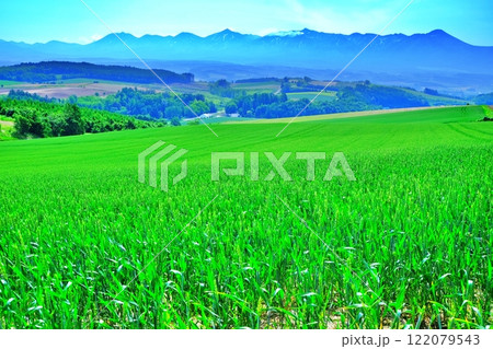 夏の北海道 美瑛町　パッチワークの丘 122079543