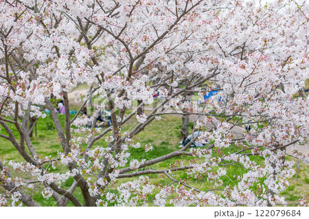 満開の桜と花見 122079684