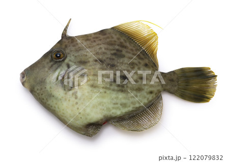 カワハギ（釣りもの） 122079832