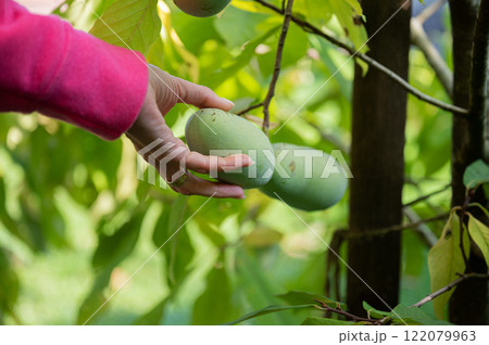 Female hand about to pick a ripe asimina fruit 122079963