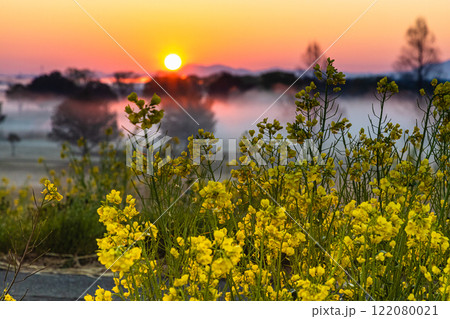 【栃木県_渡良瀬遊水地】朝霧舞う遊水地の日の出 122080021