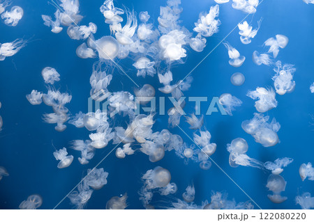 Glowing jellyfish against deep blue water background 122080220